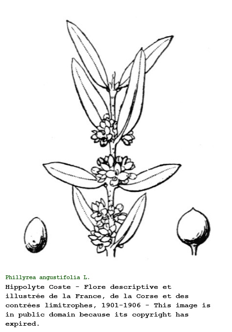 Phillyrea angustifolia L.